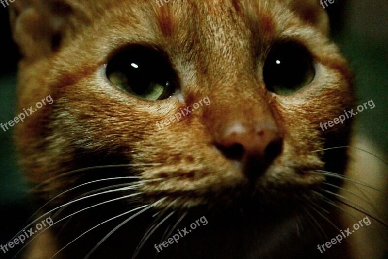 Cat Kitten Cat's Eyes Eyes Close Up