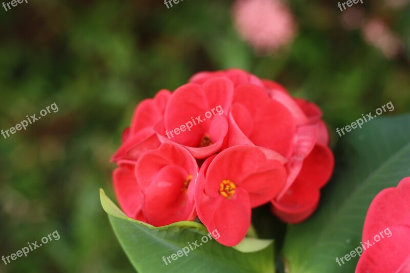 Flower Nature Red Bright Euphorbia