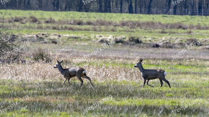 Ree Deer Nature Wild Animal World