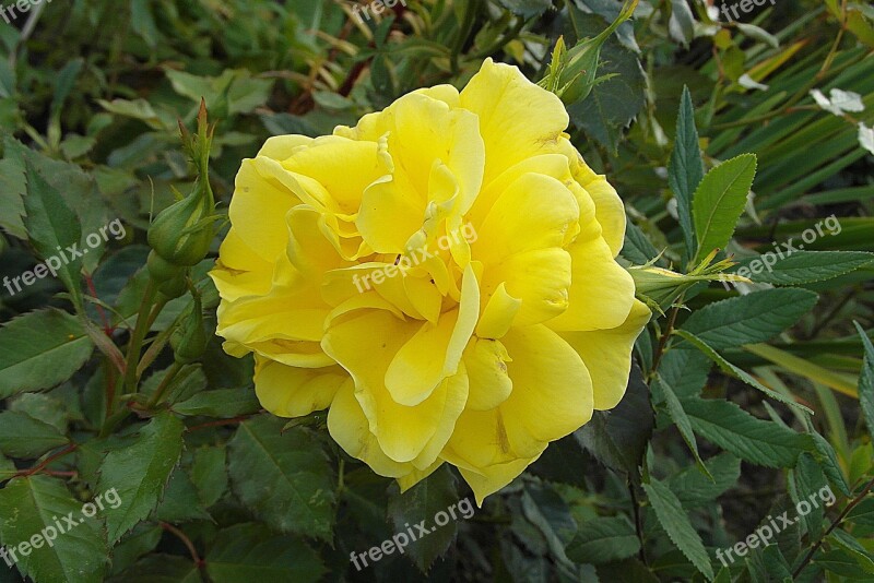 Roses Flower Yellow Garden Petals