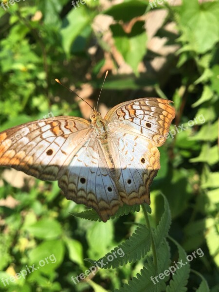 Butterfly Nature Fauna Colorful Summer