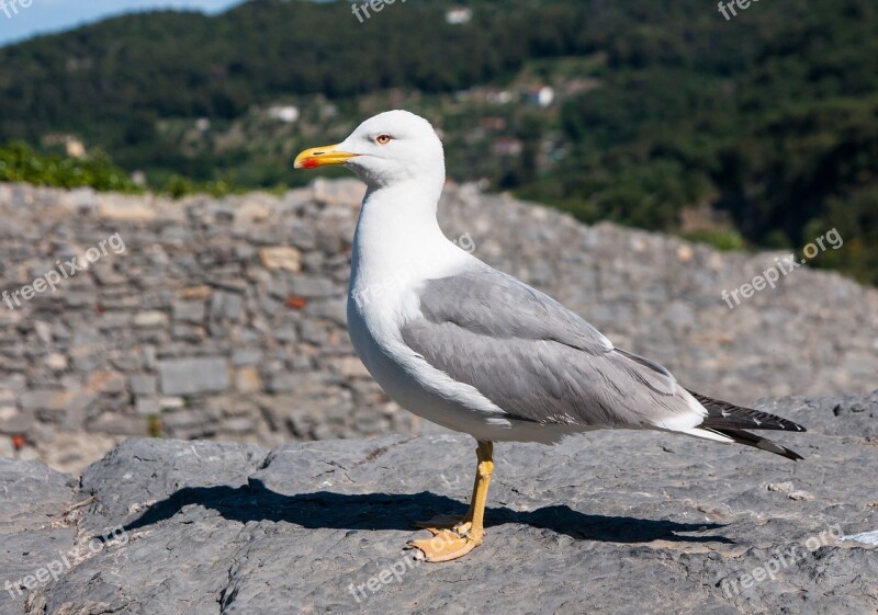 Seagull Bird Water Bird Animal Seevogel