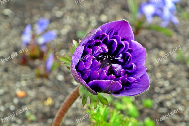 Anemone Flower Spring Garden Macro