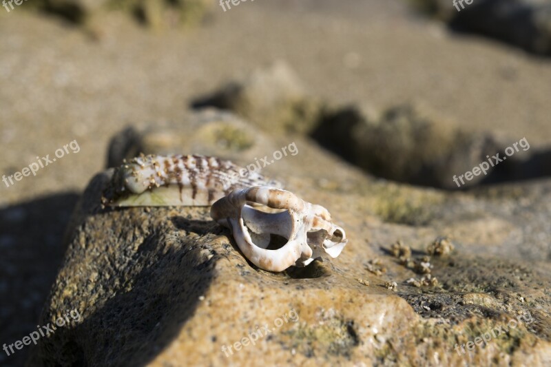 Shells Shell Beach Rocks Sand