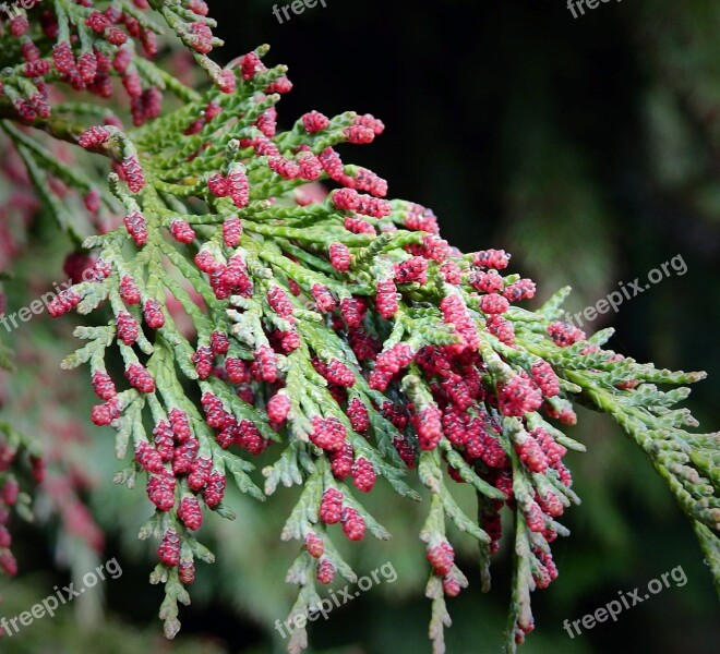 Needle Nature Sprig Closeup Spring