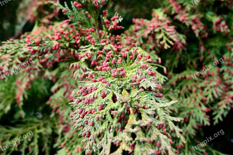 Nature Coniferous Sprig Plant Free Photos