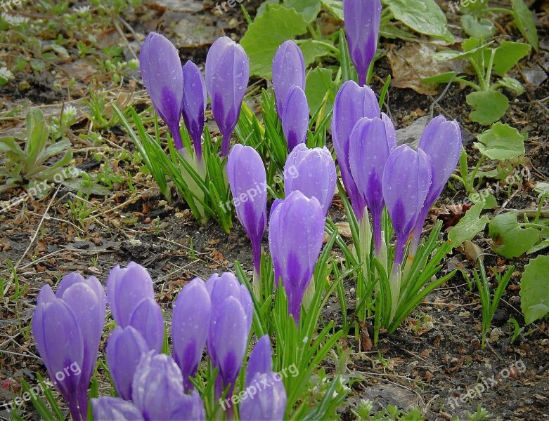 Crocus After The Rain Flowers Spring Beautiful