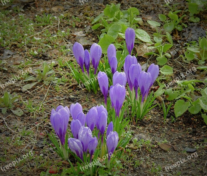 Flowers Crocus Purple Spring Free Photos