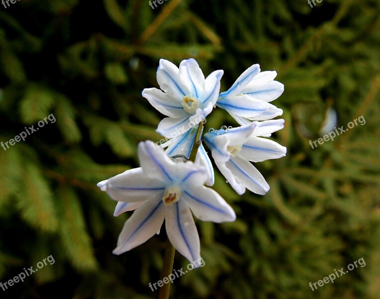 Flowers Early Spring Beauty Nature The Delicacy