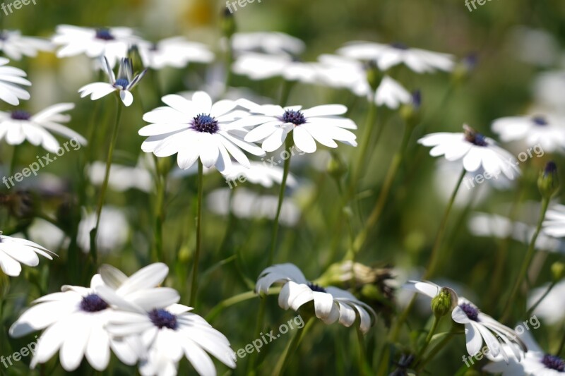 White Flowers Flowers Spring White Garden