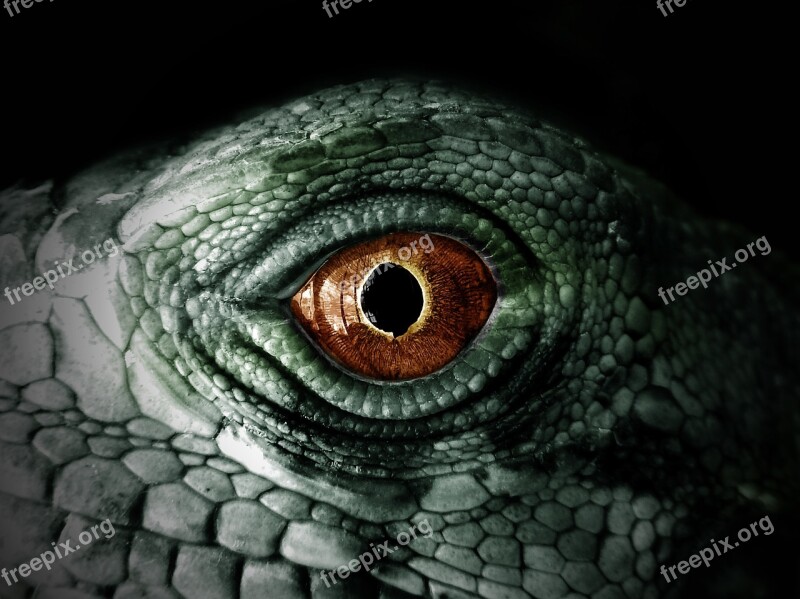 Iguana Reptile Lizard Chameleon Eye