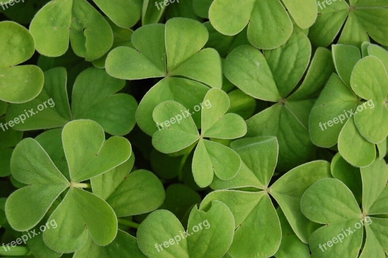 Clover Green Plant Saint Patrick Chance