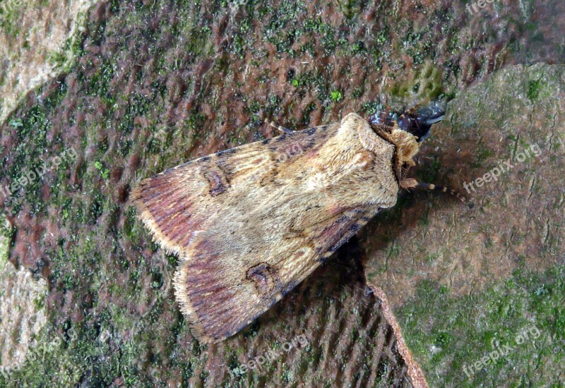 Shuttle-shaped-dart Moth Wings Pattern Insect