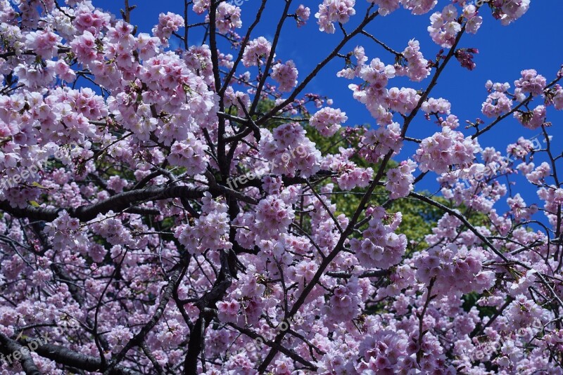 Cherry Blossom Flower Cherry Tree Branch Blooming