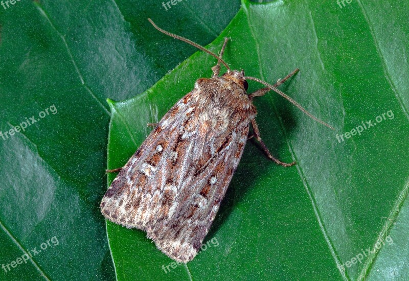 True-lovers-knot Moth Wings Pattern Insect