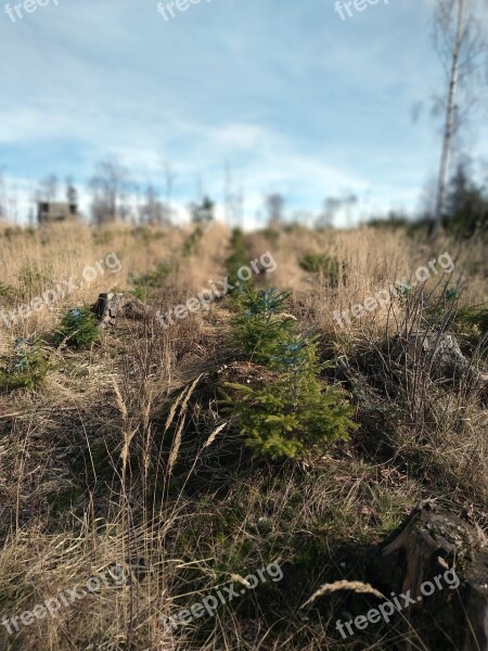 The Jeseníky Mountains Calamity Bark Beetle Nature Extraction