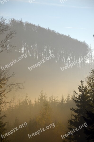 The Jeseníky Mountains Calamity Bark Beetle Nature Extraction