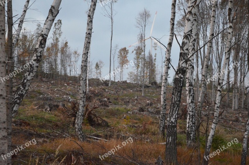 The Jeseníky Mountains Calamity Bark Beetle Nature Extraction