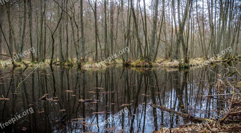 Nature Swamp Landscape Water Forest