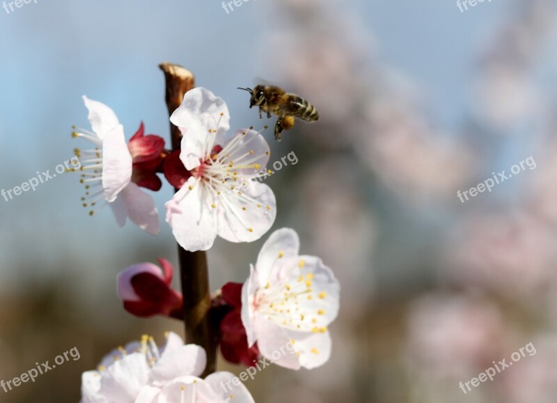 Flowers Bee White Casey Tree