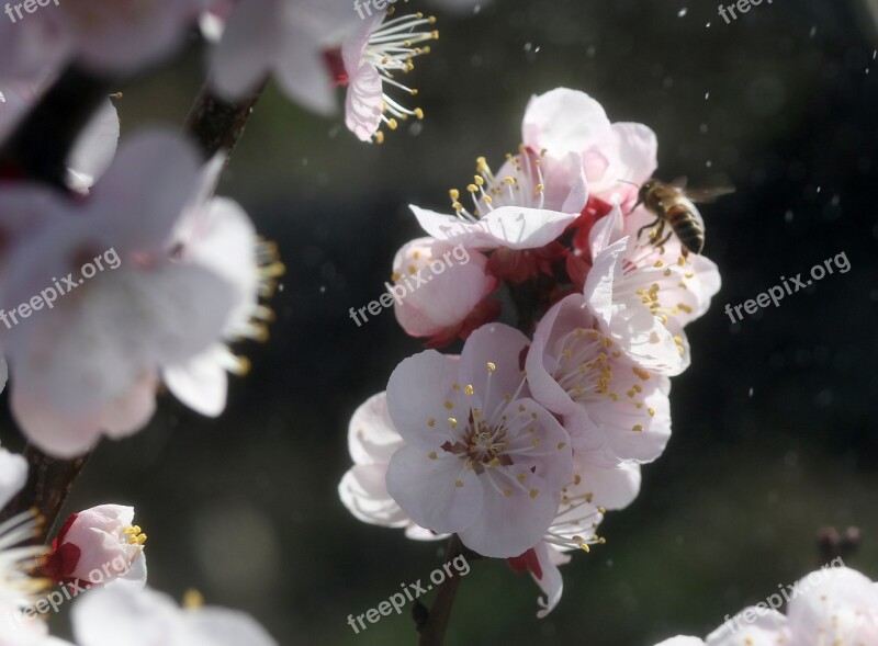 Flowers White Casey Tree Spring