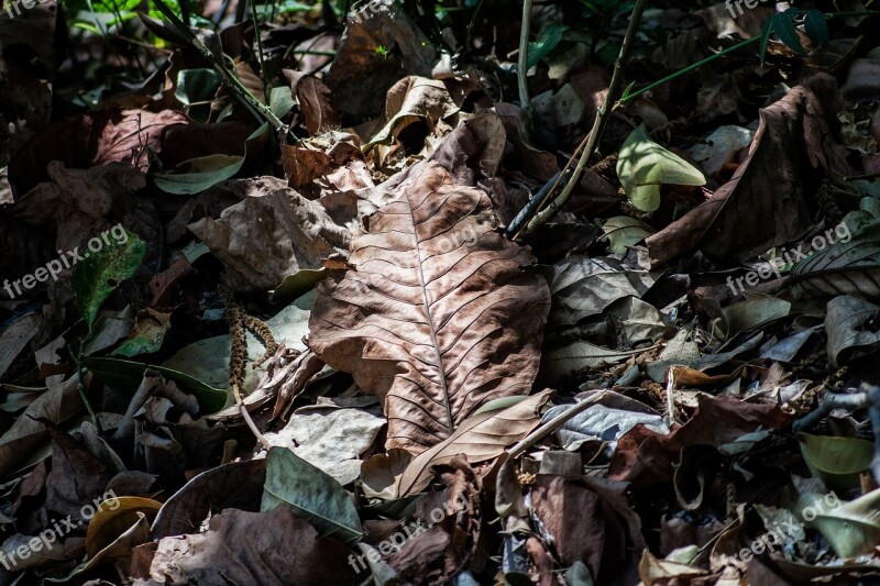 Nature Dried Leaves Leaves Plant Tree