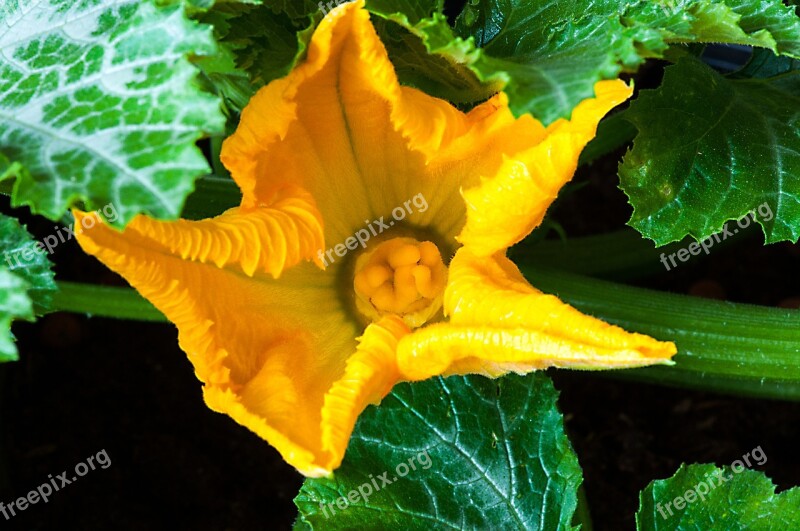 Zucchini Zucchini Flower Macro Vegetables Blossom