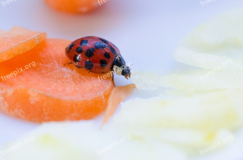 Ladybug Close Up Beetle Insect Hell