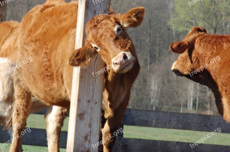 Pasture Cow Cattle Agriculture Animal