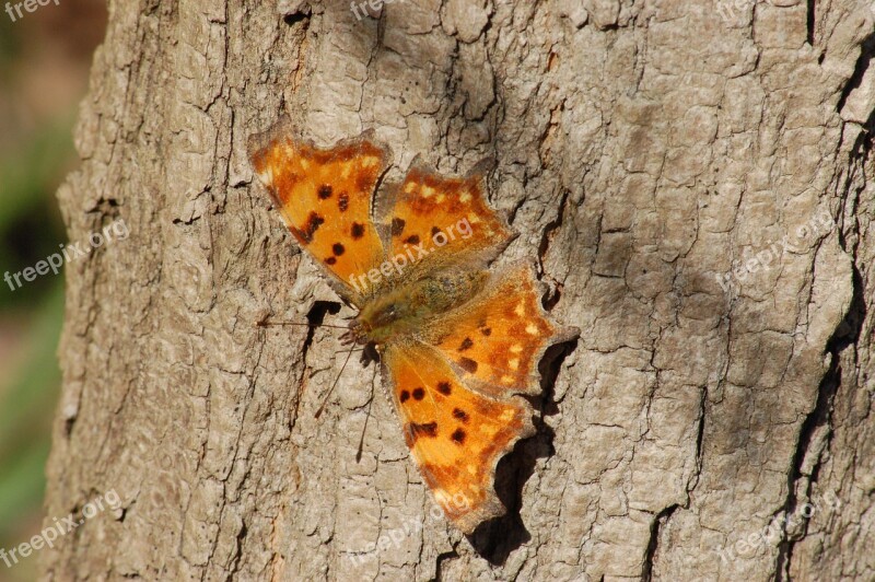 Butterfly Insect Butterflies Ali Free Photos