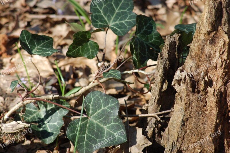 Ivy Underwood Forest Leaf Woods