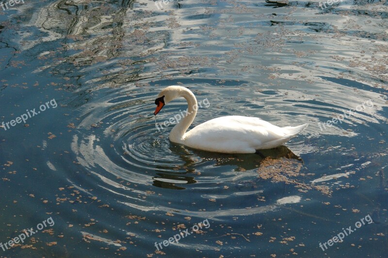 Swan Swans Nature Fauna Birds