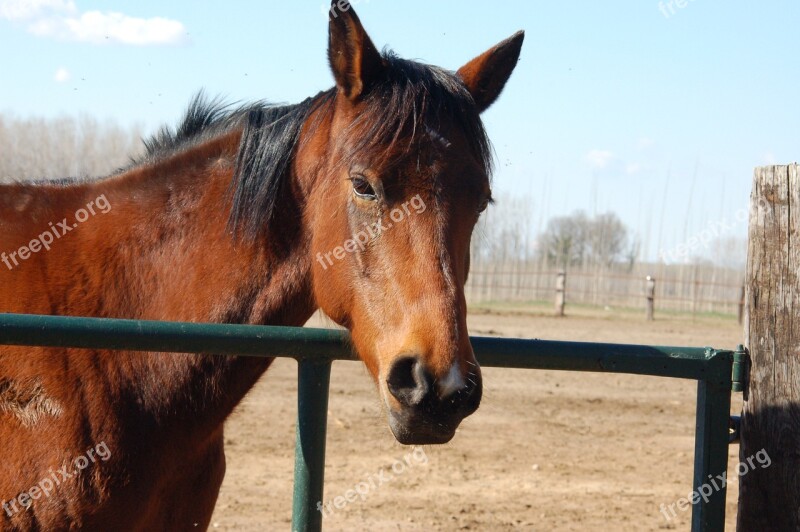 Horse Equine Animal Nature Horses