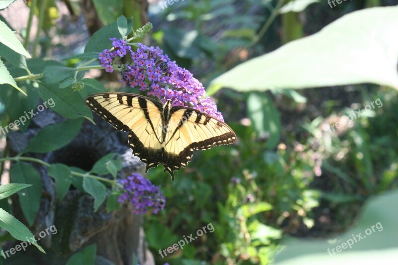 Swallowtail Butterfly Butterflies Butterfly Plant Garden Free Photos