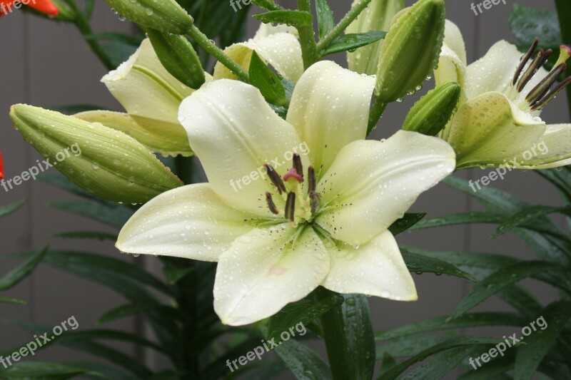 Flower Lily Flower Garden Free Photos