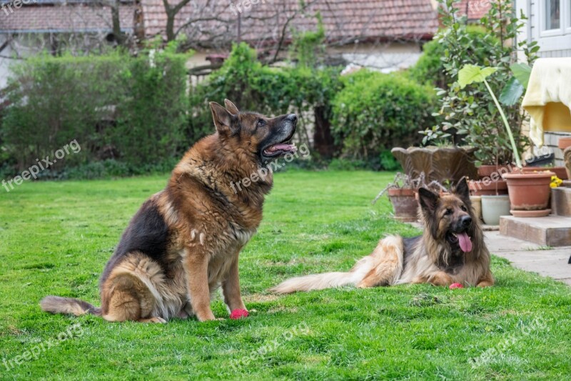 German Shepherd Dogs Canine Pet Animal