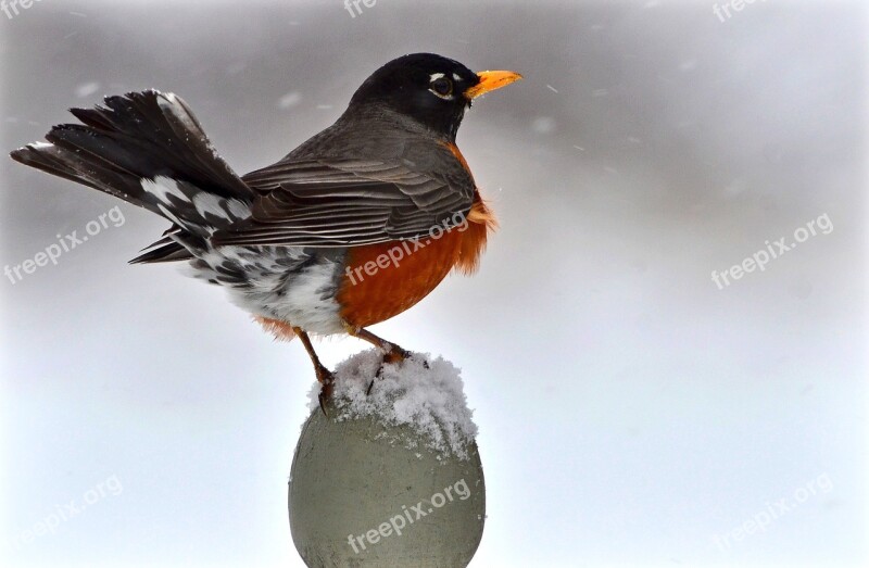 American Robin Bird Fauna Feathers Orange