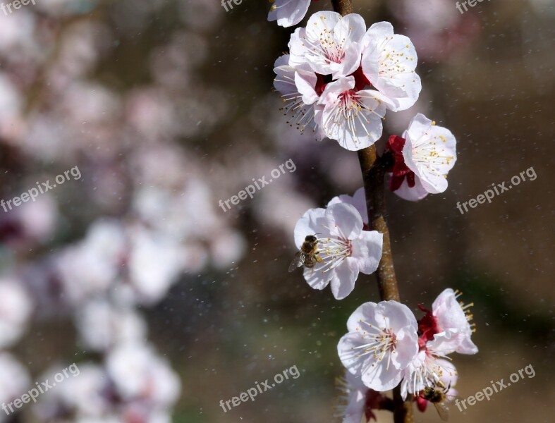 Flowers White Casey Tree Spring