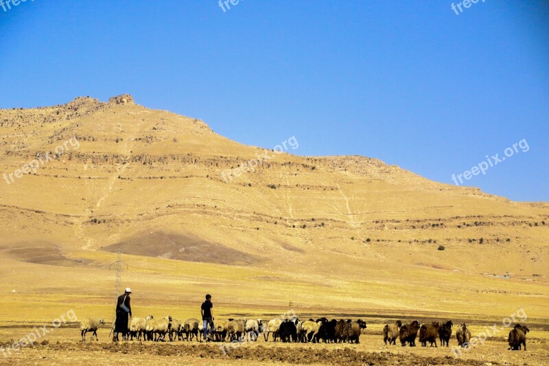 Choudhury Nature Sheep Goat Guard