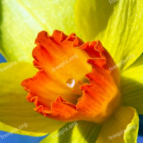 Closeup Jonquil Garden Bloom Plant Flowers