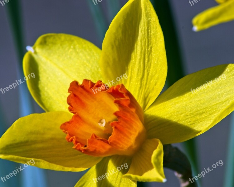 Orange And Yellow Jonquil Garden Bloom Plant Flowers