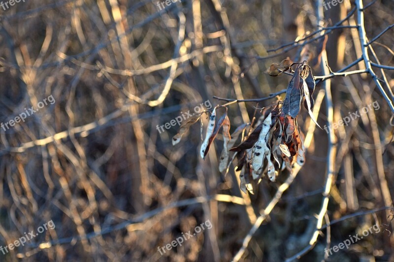 Branches Fetus Fruits Crop Spring