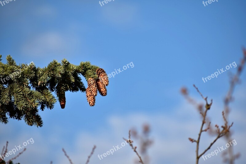 Cone Cones Tree Trees Branch