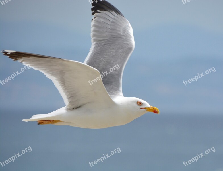 Seagull Sea Sky Birds Flight