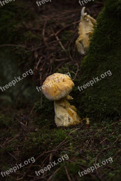 Muschroom Mushrooms The Nature Of The Forest Forest Floor