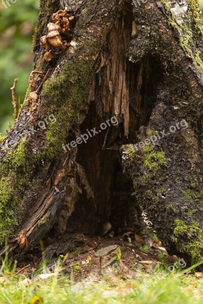 Muschroom Mushrooms The Nature Of The Forest Forest Floor