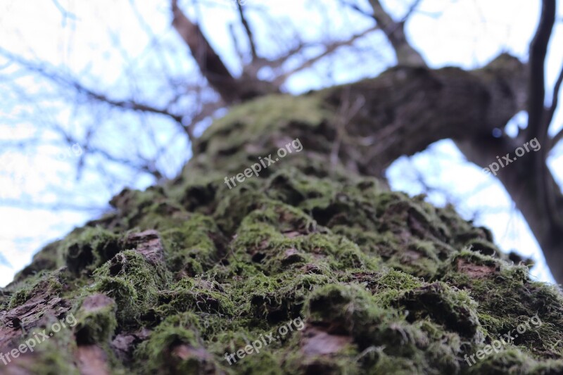 Tree Nature Autumn Fog Wood