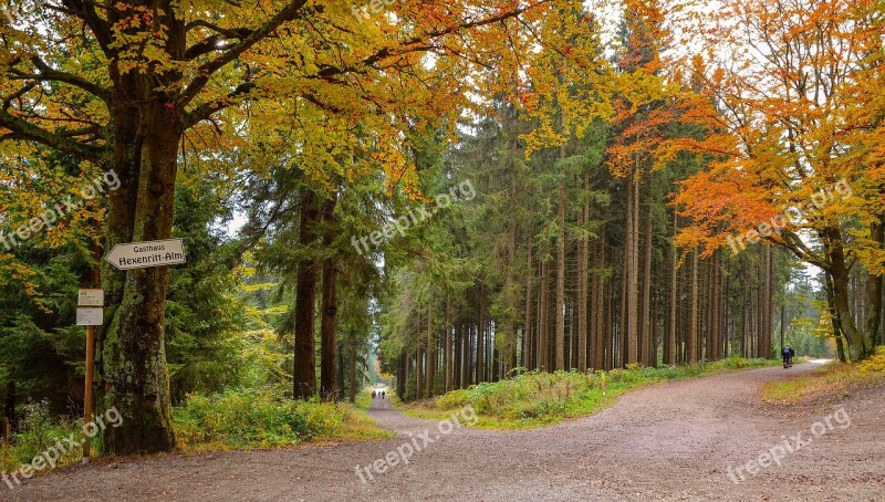 Forest Nature Trees Autumn Vote