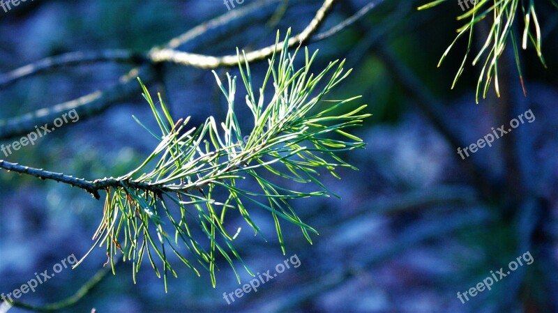 Den Tree Green Landscape Nature