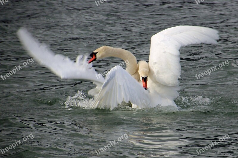 Swan Fight Fight Swan Swans Lake